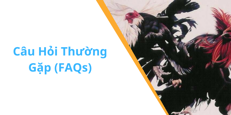 Câu Hỏi Thường Gặp (FAQs)