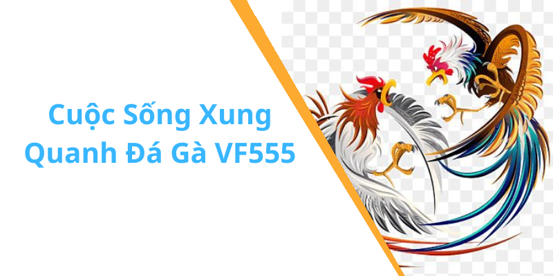 Cuộc Sống Xung Quanh Đá Gà VF555