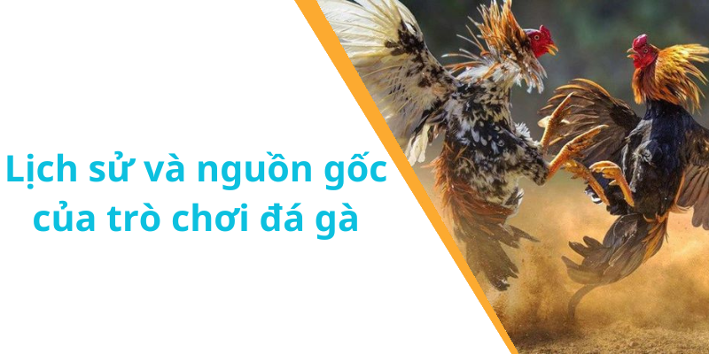 Lịch sử và nguồn gốc của trò chơi đá gà