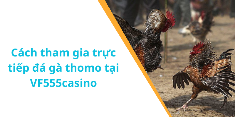 Cách tham gia trực tiếp đá gà thomo tại VF555casino