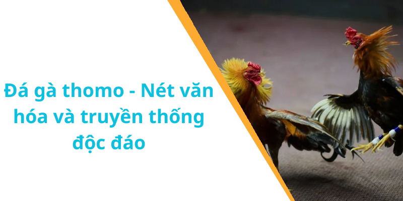 Đá gà thomo - Nét văn hóa và truyền thống độc đáo