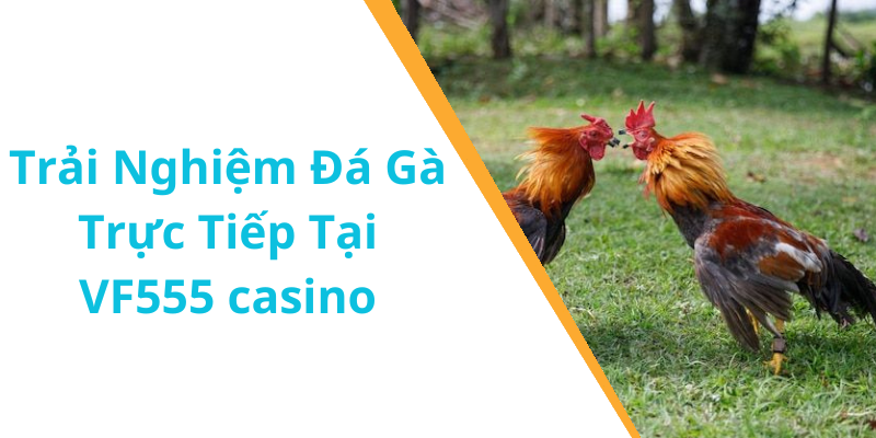 Trải Nghiệm Đá Gà Trực Tiếp Tại VF555 casino