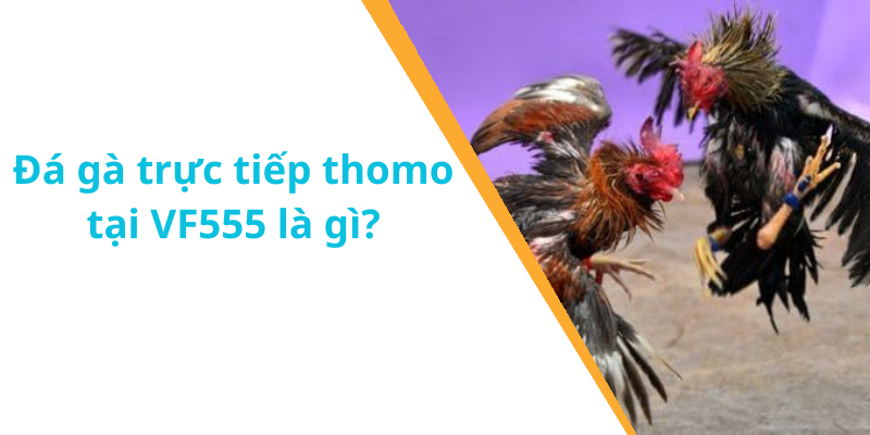 Đá gà trực tiếp thomo tại VF555 là gì