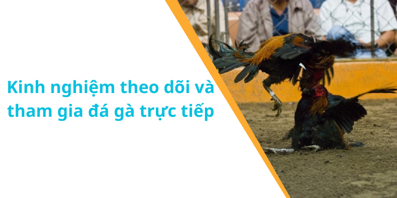 Kinh nghiệm theo dõi và tham gia đá gà trực tiếp