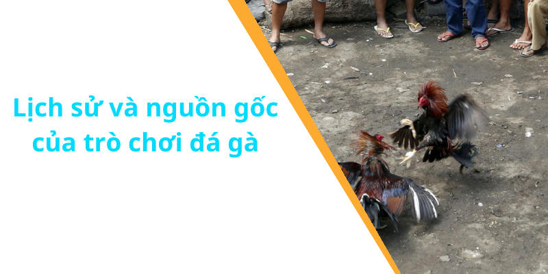 Lịch sử và nguồn gốc của trò chơi đá gà