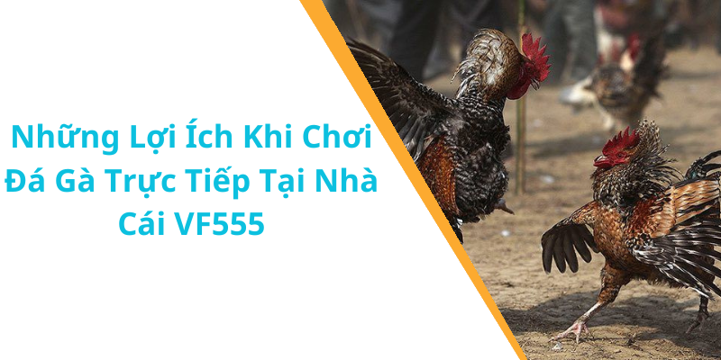 Những Lợi Ích Khi Chơi Đá Gà Trực Tiếp Tại Nhà Cái VF555