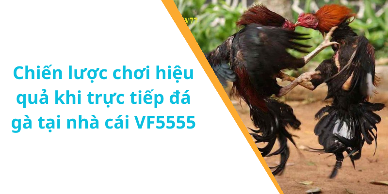 Chiến lược chơi hiệu quả khi trực tiếp đá gà tại nhà cái VF5555