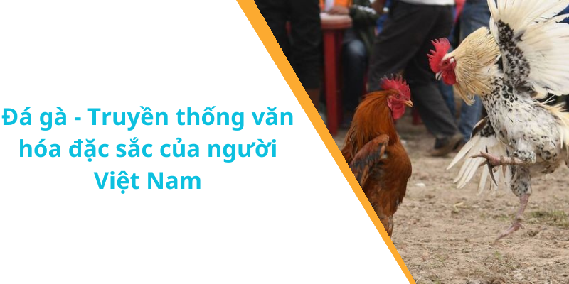 Đá gà - Truyền thống văn hóa đặc sắc của người Việt Nam