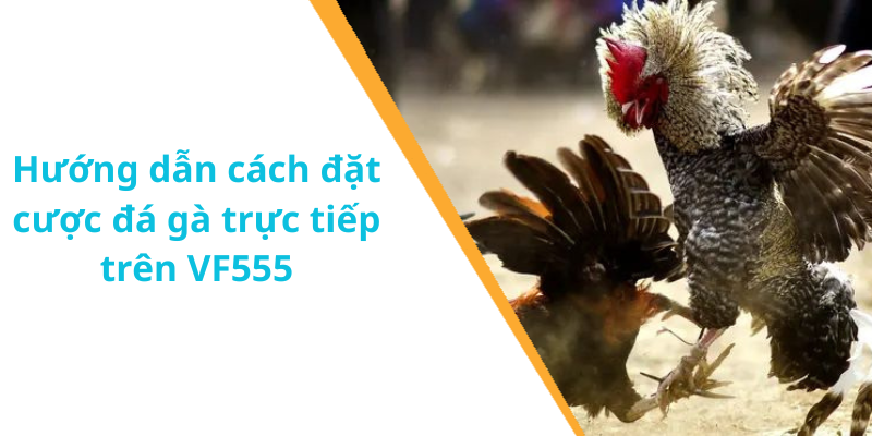 Hướng dẫn cách đặt cược đá gà trực tiếp trên VF555