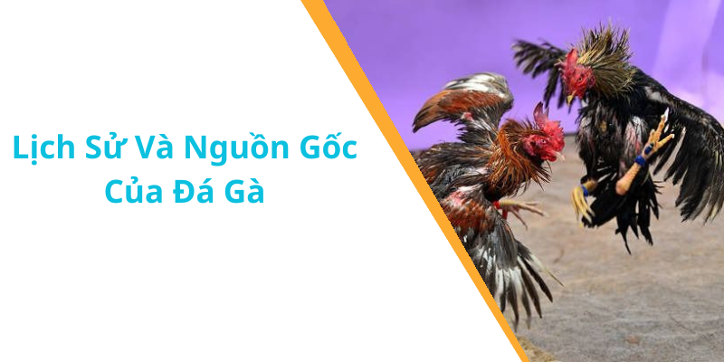 Lịch Sử Và Nguồn Gốc Của Đá Gà