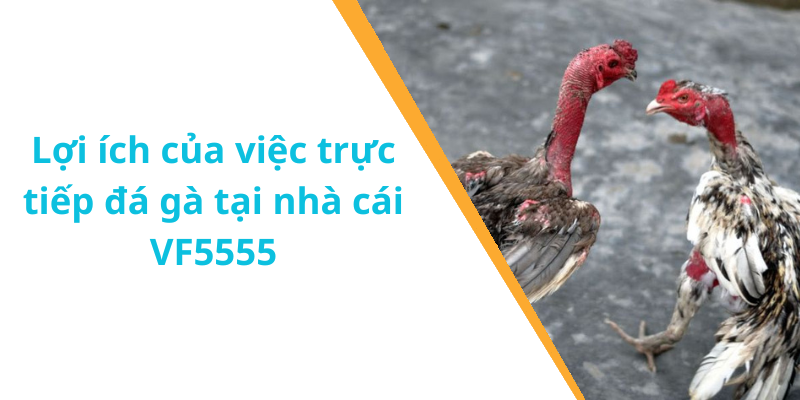 Lợi ích của việc trực tiếp đá gà tại nhà cái VF5555