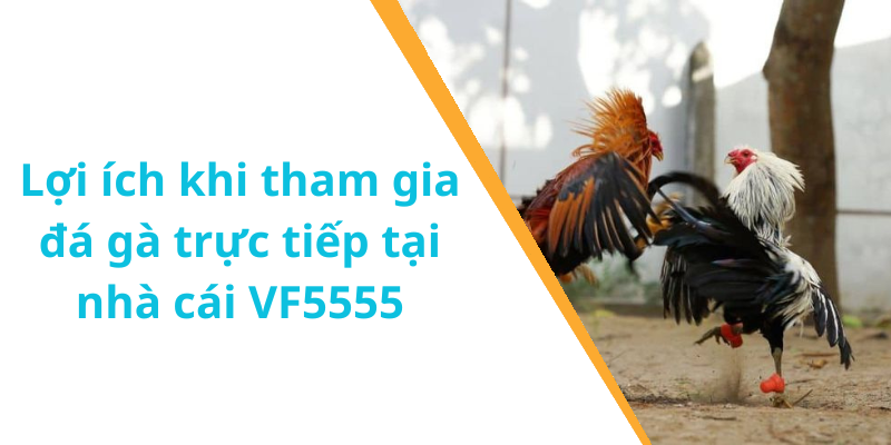 Lợi ích khi tham gia đá gà trực tiếp tại nhà cái VF5555