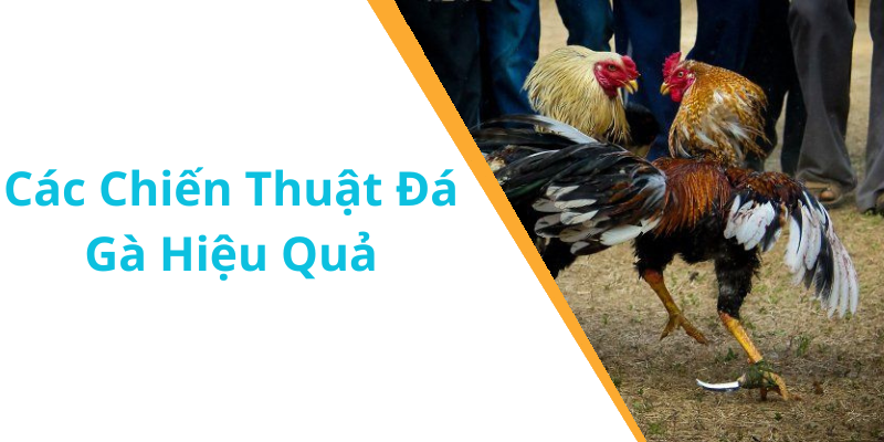 Các Chiến Thuật Đá Gà Hiệu Quả