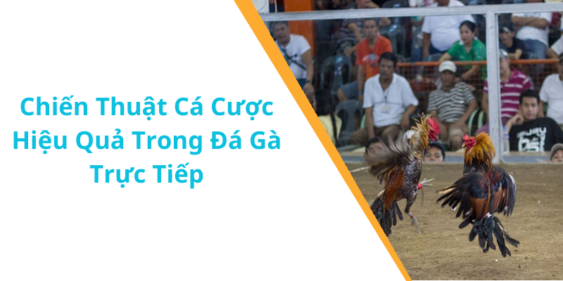 Chiến Thuật Cá Cược Hiệu Quả Trong Đá Gà Trực Tiếp