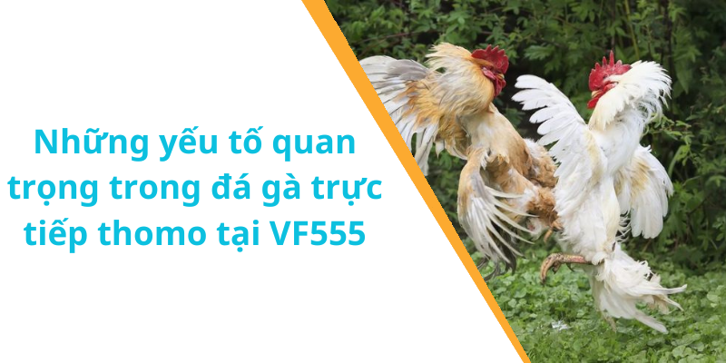 Những yếu tố quan trọng trong đá gà trực tiếp thomo tại VF555