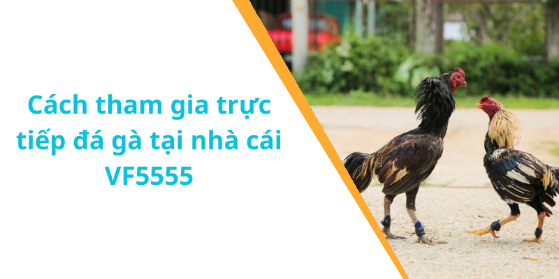 Cách tham gia trực tiếp đá gà tại nhà cái VF5555