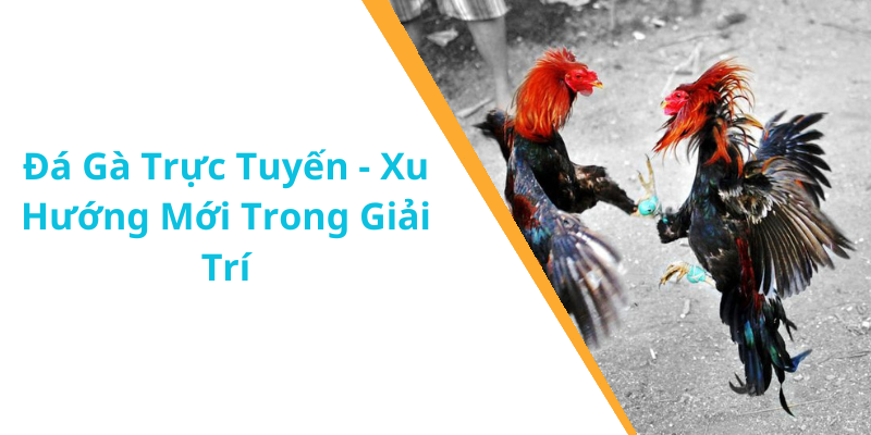 Đá Gà Trực Tuyến - Xu Hướng Mới Trong Giải Trí